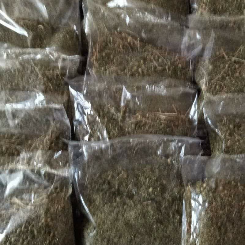 بابونه کوهی