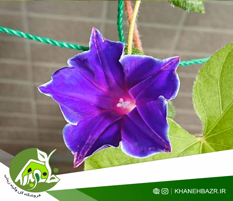 بذر پیچک کی کیو ژاپنی آبی - خانه بذر | فروشگاه بذر وارداتی گل و گیاه زینتی 1404