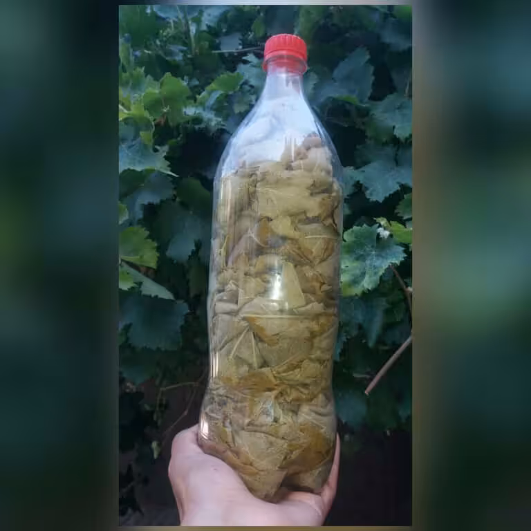 برگ مو(انگور)درجه 1