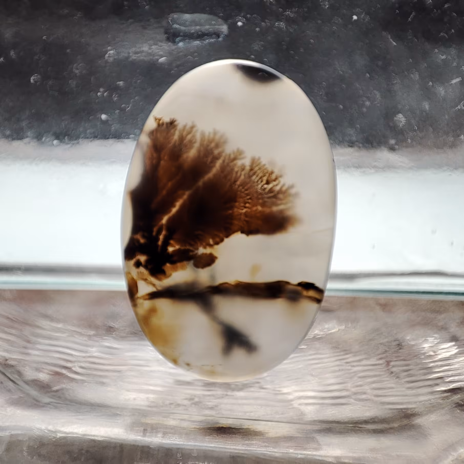 شجر قائن طبیعی و معدنی کد 501