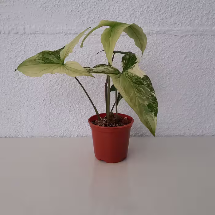 سینگینیوم ابلق ( گلدان سایز 10 )