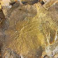 برگ میم دلمه شوری