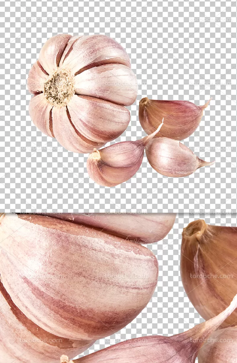 عکس سیر دوربری شده | گرافیک با طعم تربچه