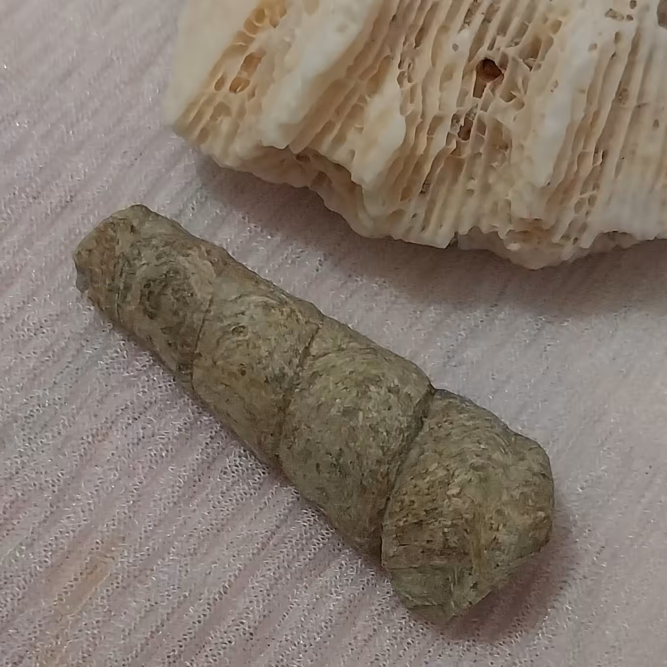 عرج الجبل اصل و کمیاب