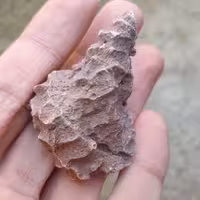 فسیل مرجان کد 21