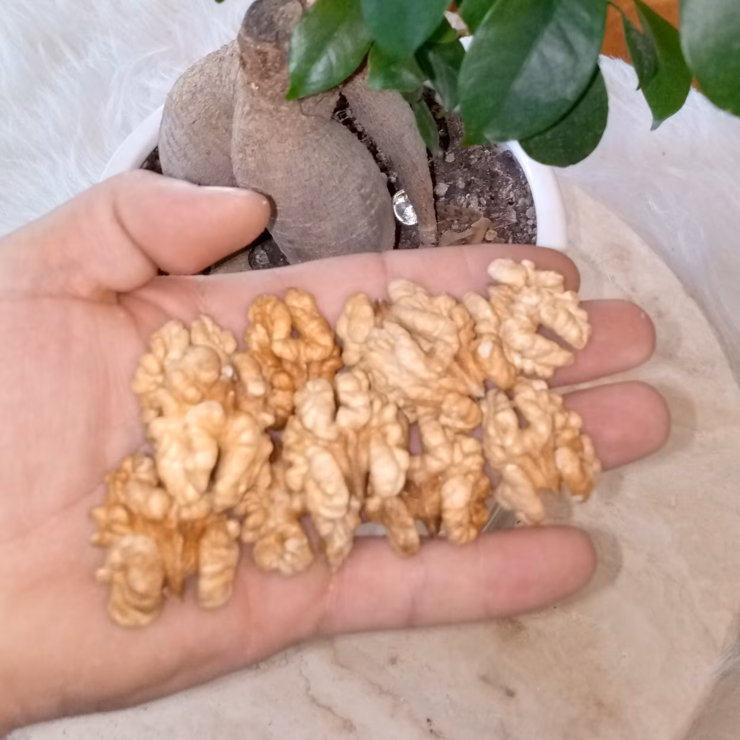 مغز گردو سفید اعلا