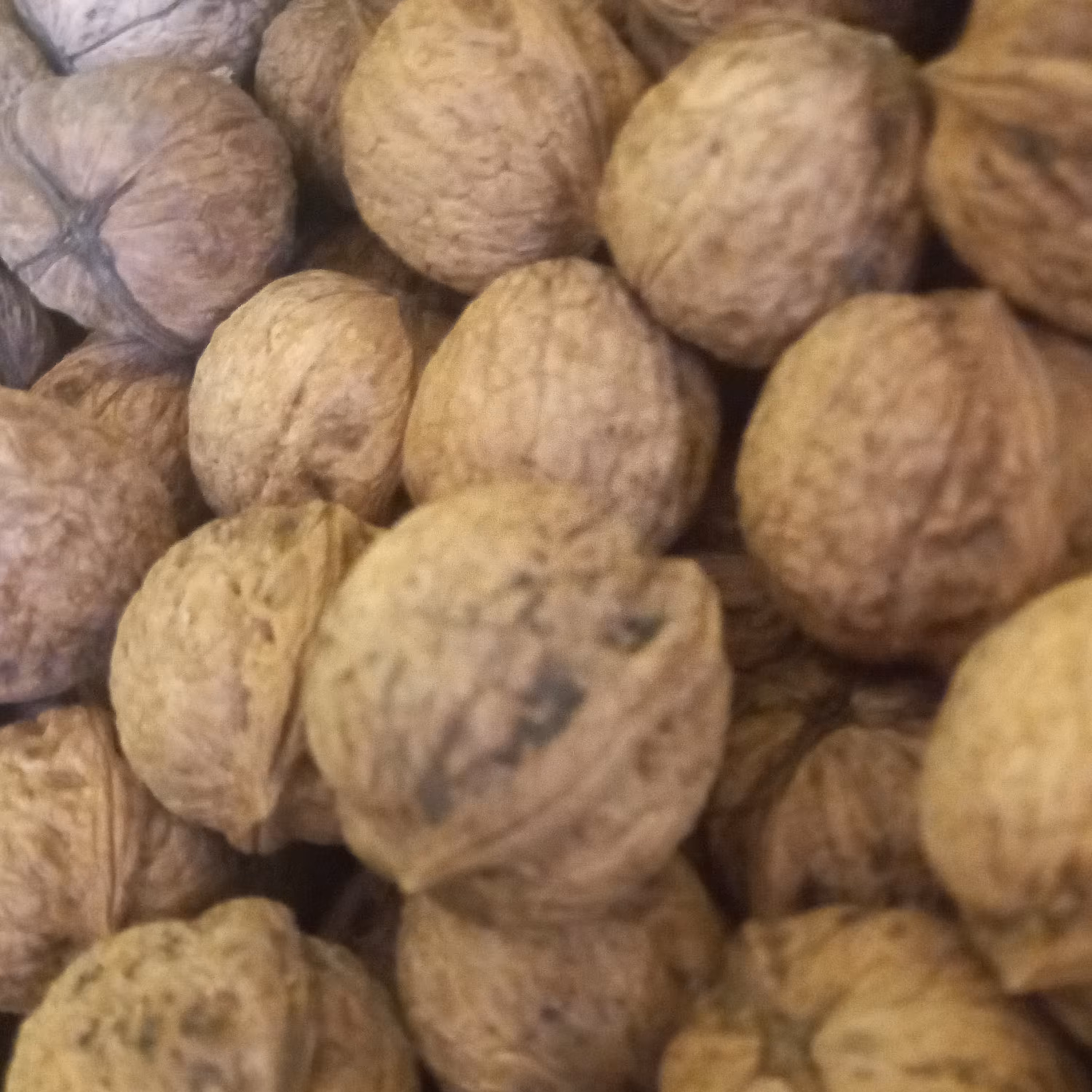 گردو امساله