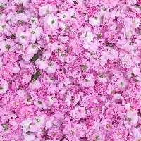 گلاب درجه یک سنتی  بطری 1.300 ازگلهای ناب اذربایجان بدون هیچ افزودنی واسانس کاملا بهداشتی وسالم موثر برای استرس ویبوست