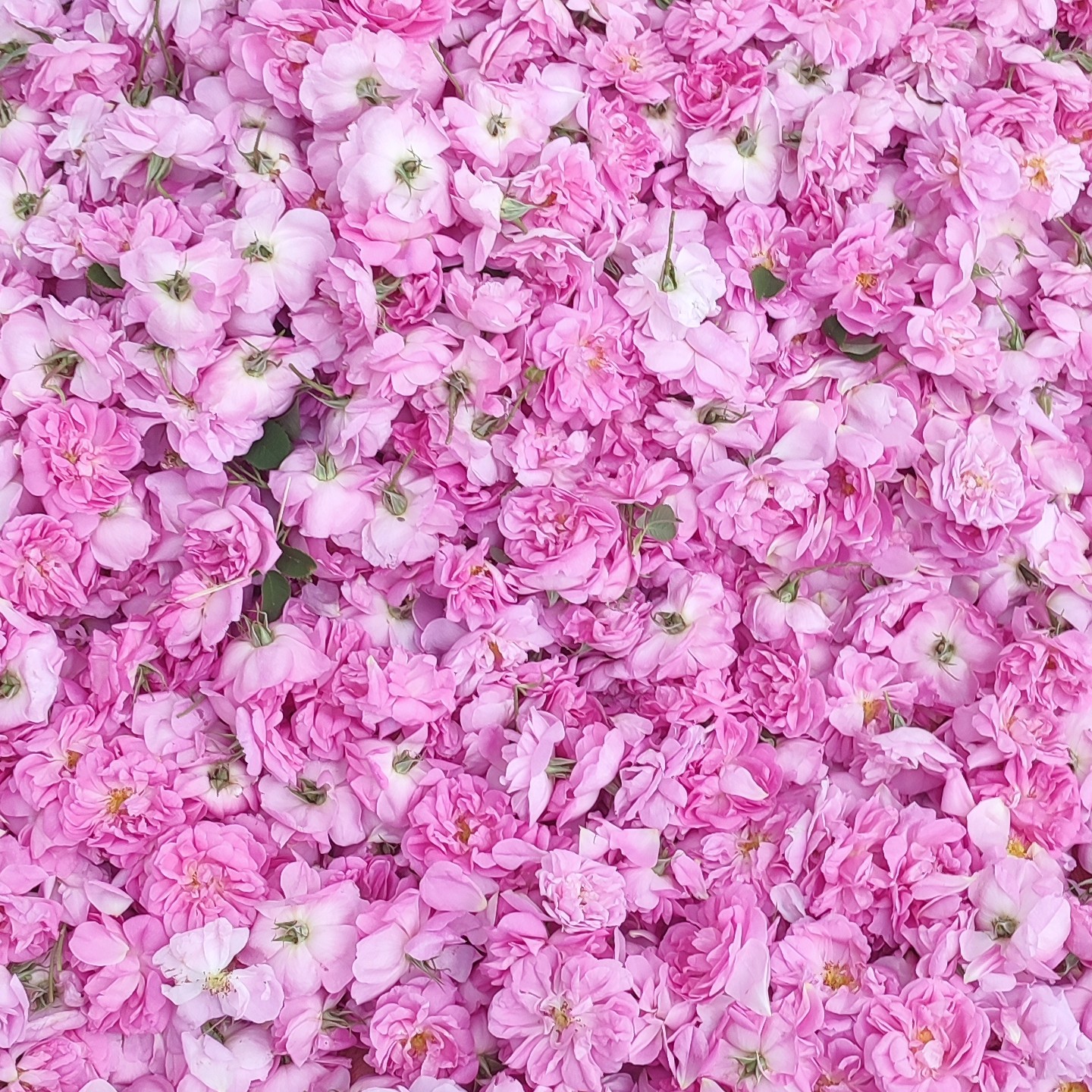 گلاب درجه یک سنتی  بطری 1.300 ازگلهای ناب اذربایجان بدون هیچ افزودنی واسانس کاملا بهداشتی وسالم موثر برای استرس ویبوست