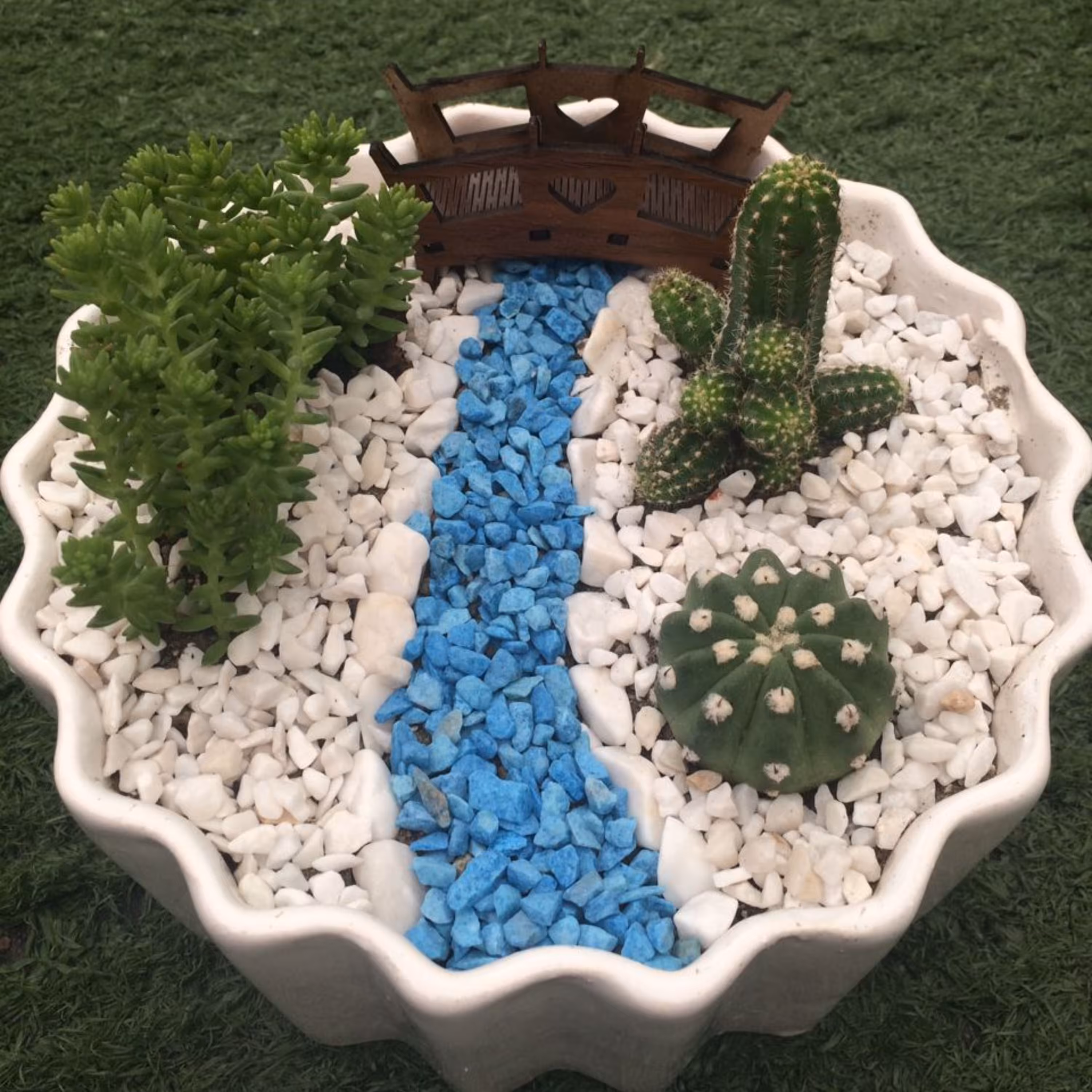 دیش گاردن کاکتوس