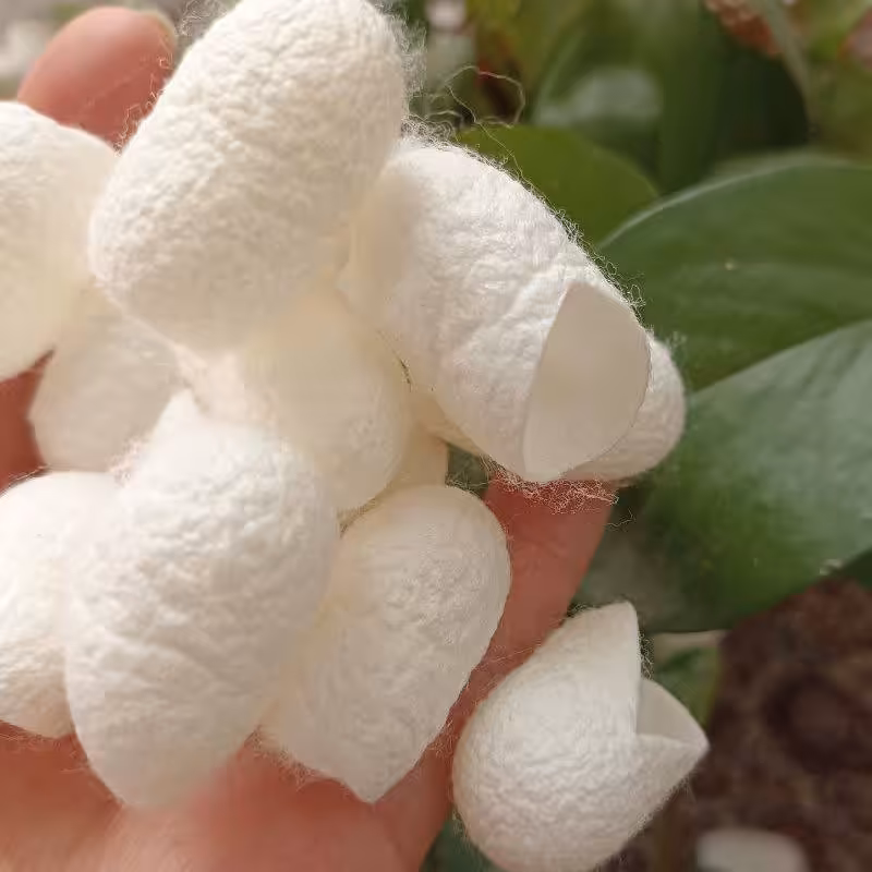 پیله ابریشم