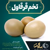 تخم قرقاول خوراکی بسته 6 عددی
