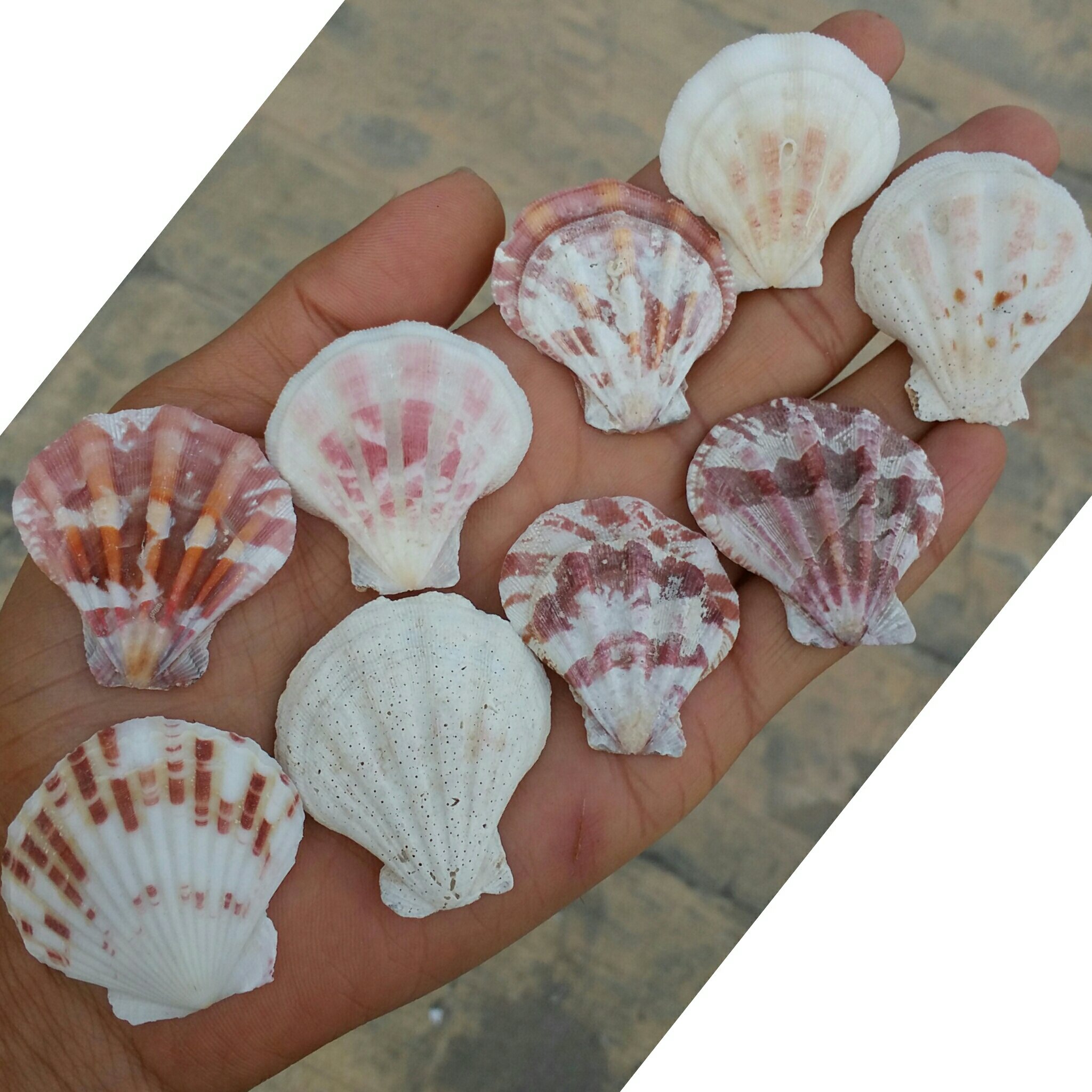 صدف تک کفه ای رنگی وارداتی سایز  درشت
صد در صد طبیعی
شاهکار خلقت
کاملا تمیز بدون بو
مختص کارهای تزئینی و ساخت زیور آلات