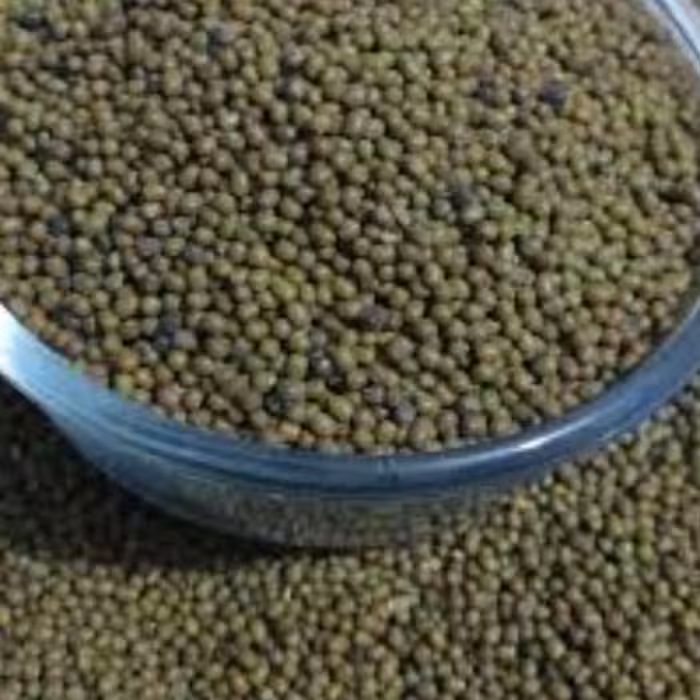 ماش درجه یک با کیفیت مطلوب