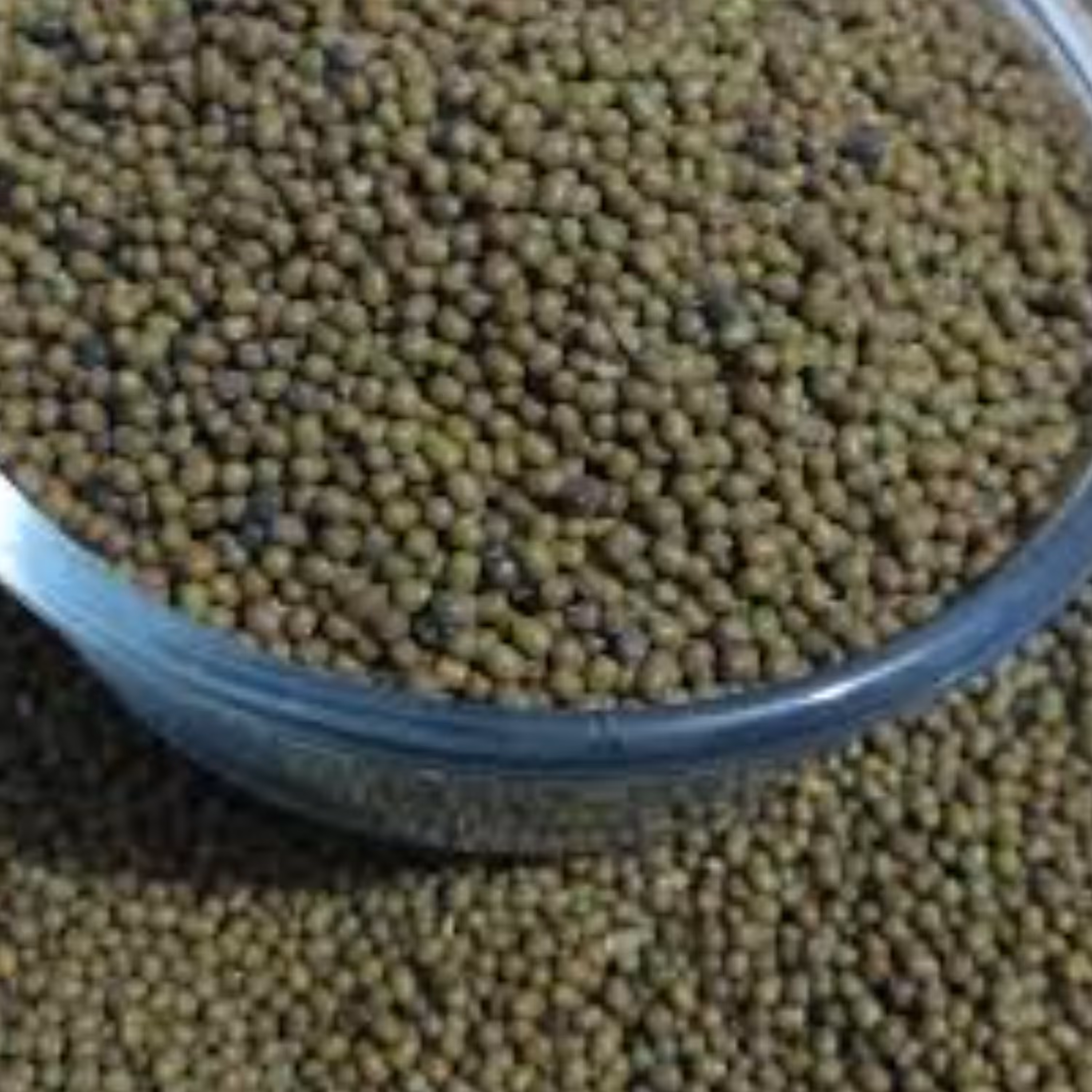 ماش درجه یک با کیفیت مطلوب