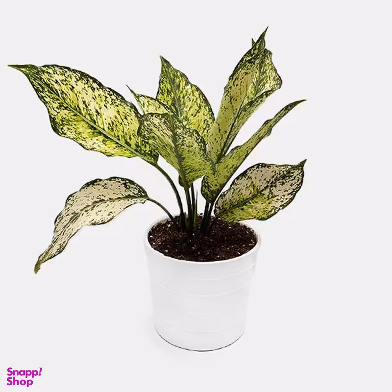 گلدان طبیعی آگلونما ارتفاع 40 سانتی‌ متر