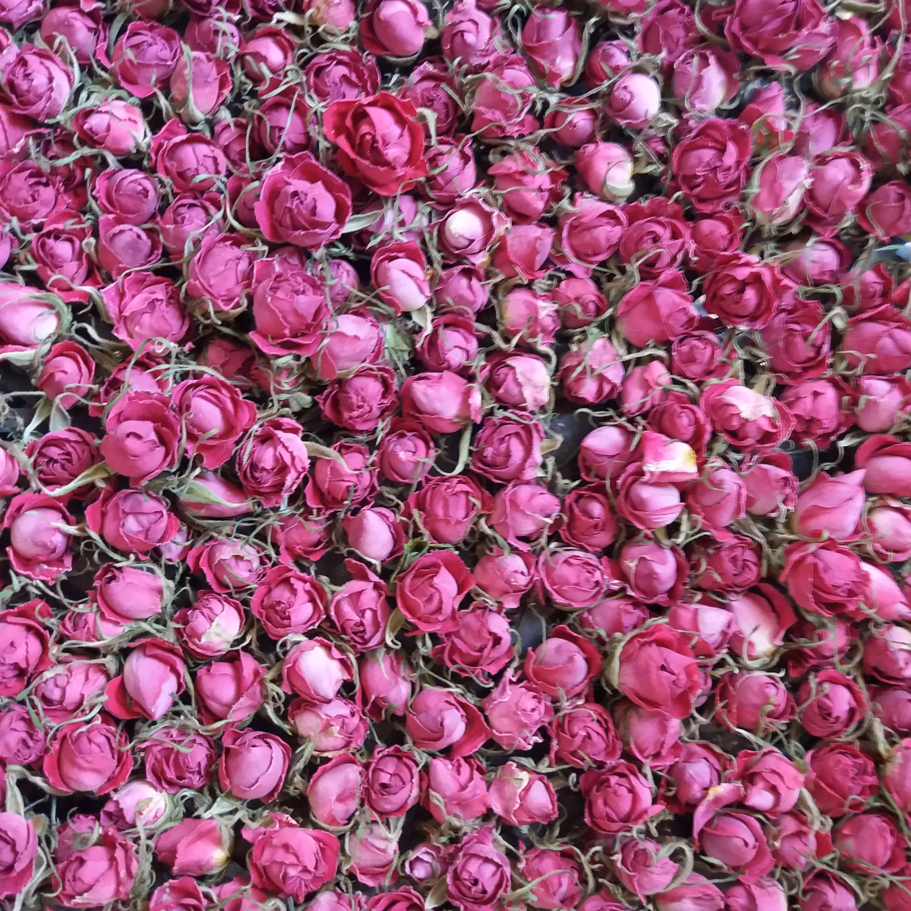 غنچه گل محمدی (4 کیلویی) محصول اردیبهشت 1402