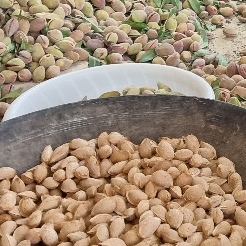 بادام منقا