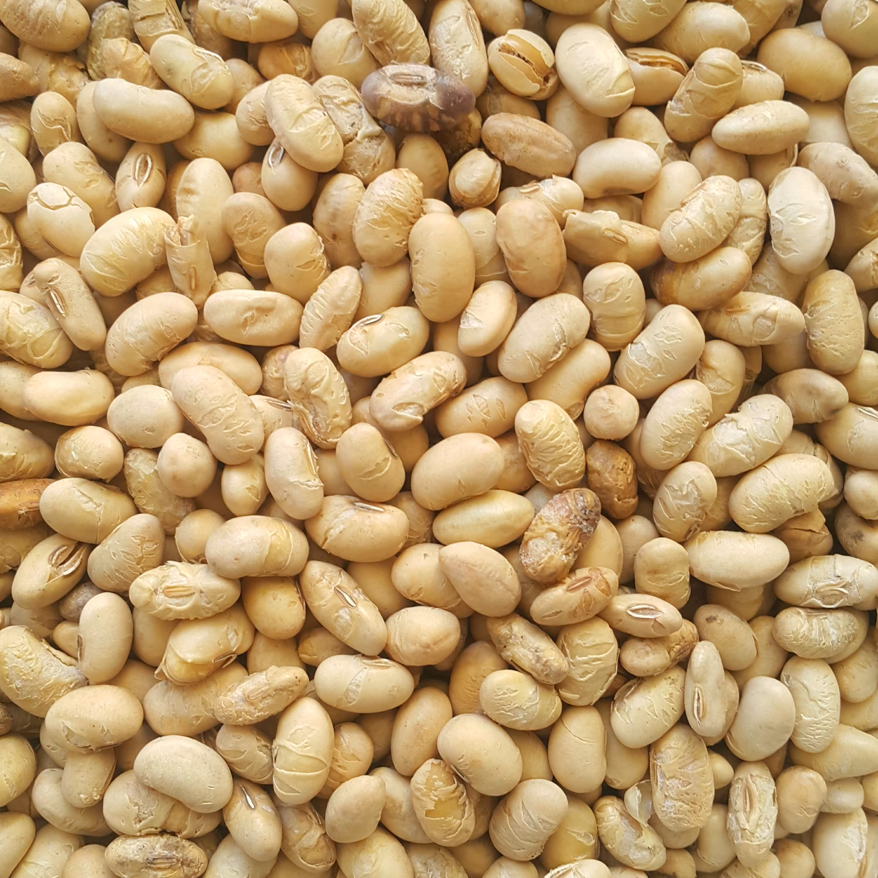 سویا آجیلی نمکی (کارتن 15 کیلویی)