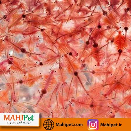 آرتمیا زنده یک لیتری حاوی 10 گرم