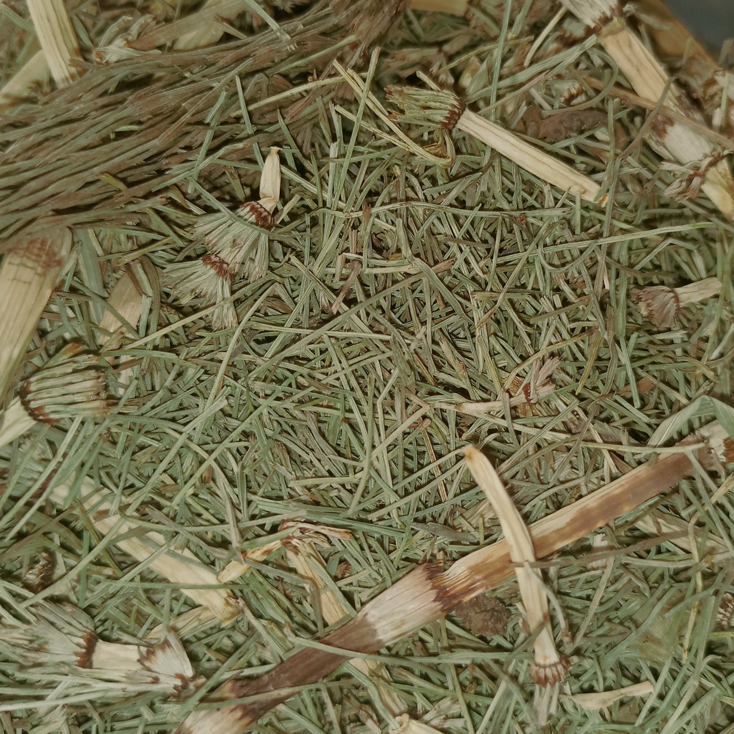 گیاه دم اسب 100 گرمی ( عطاری فاطر )