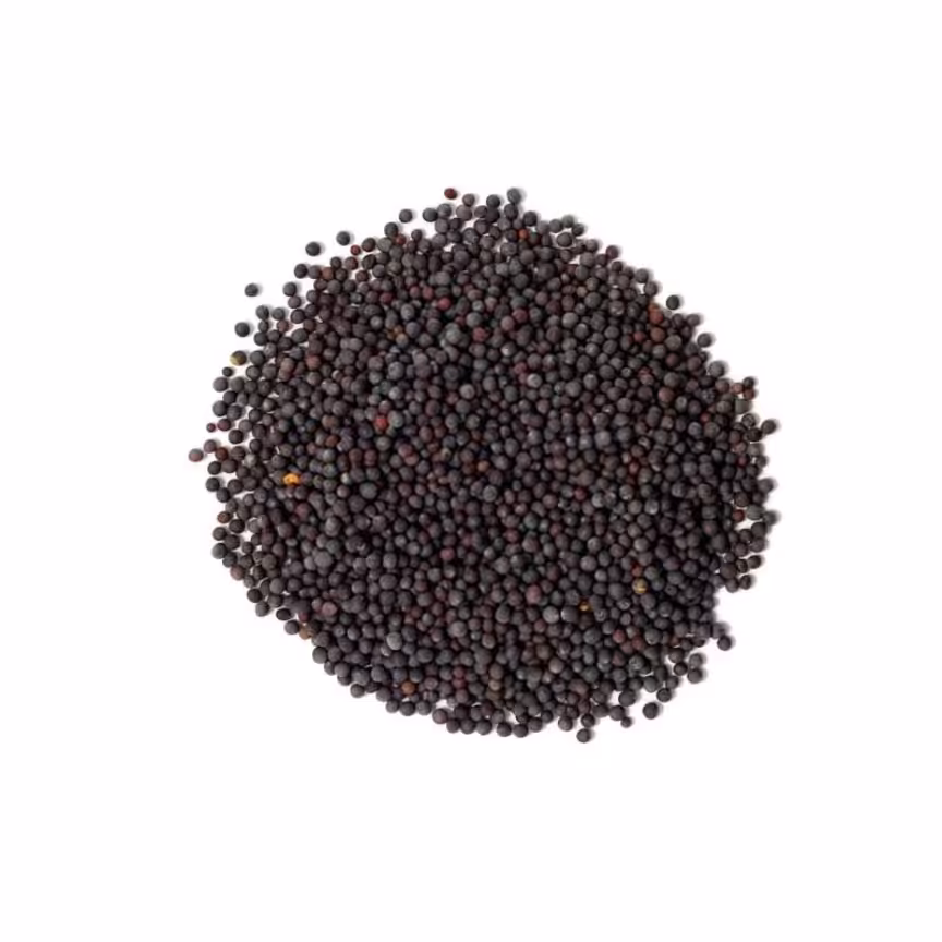 دانه خردل سیاه هندی