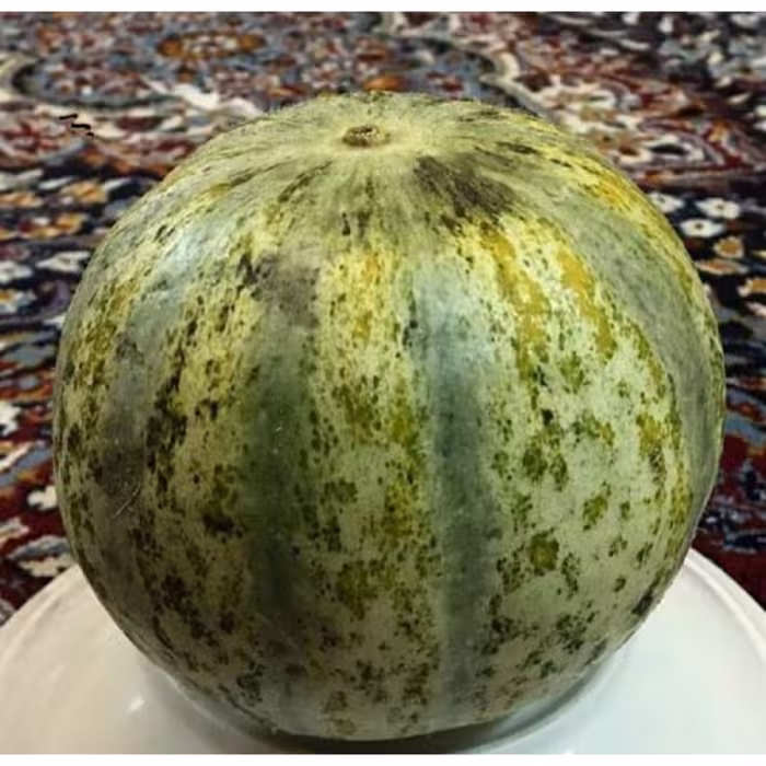 بذر خربزه تیل مگسی