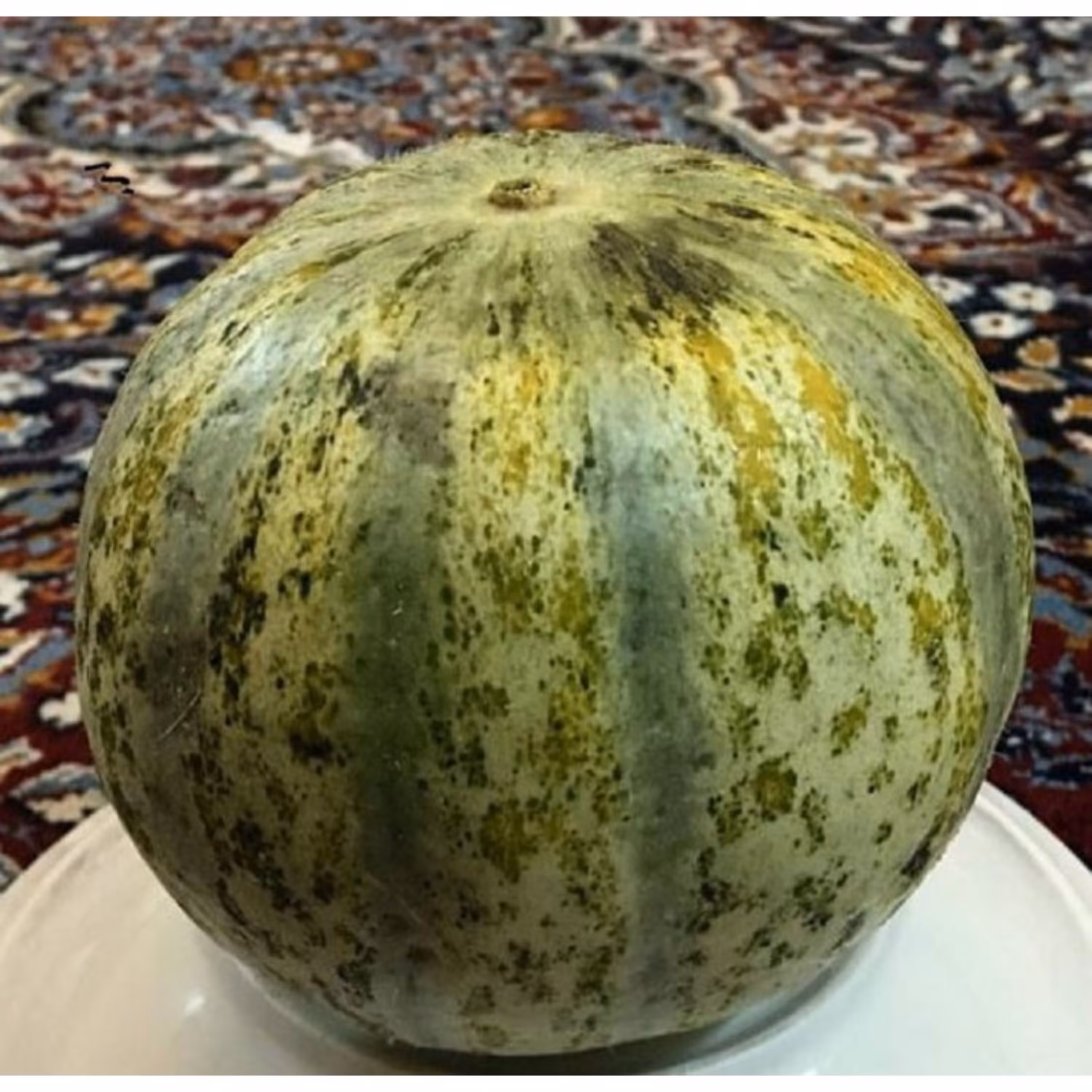 بذر خربزه تیل مگسی