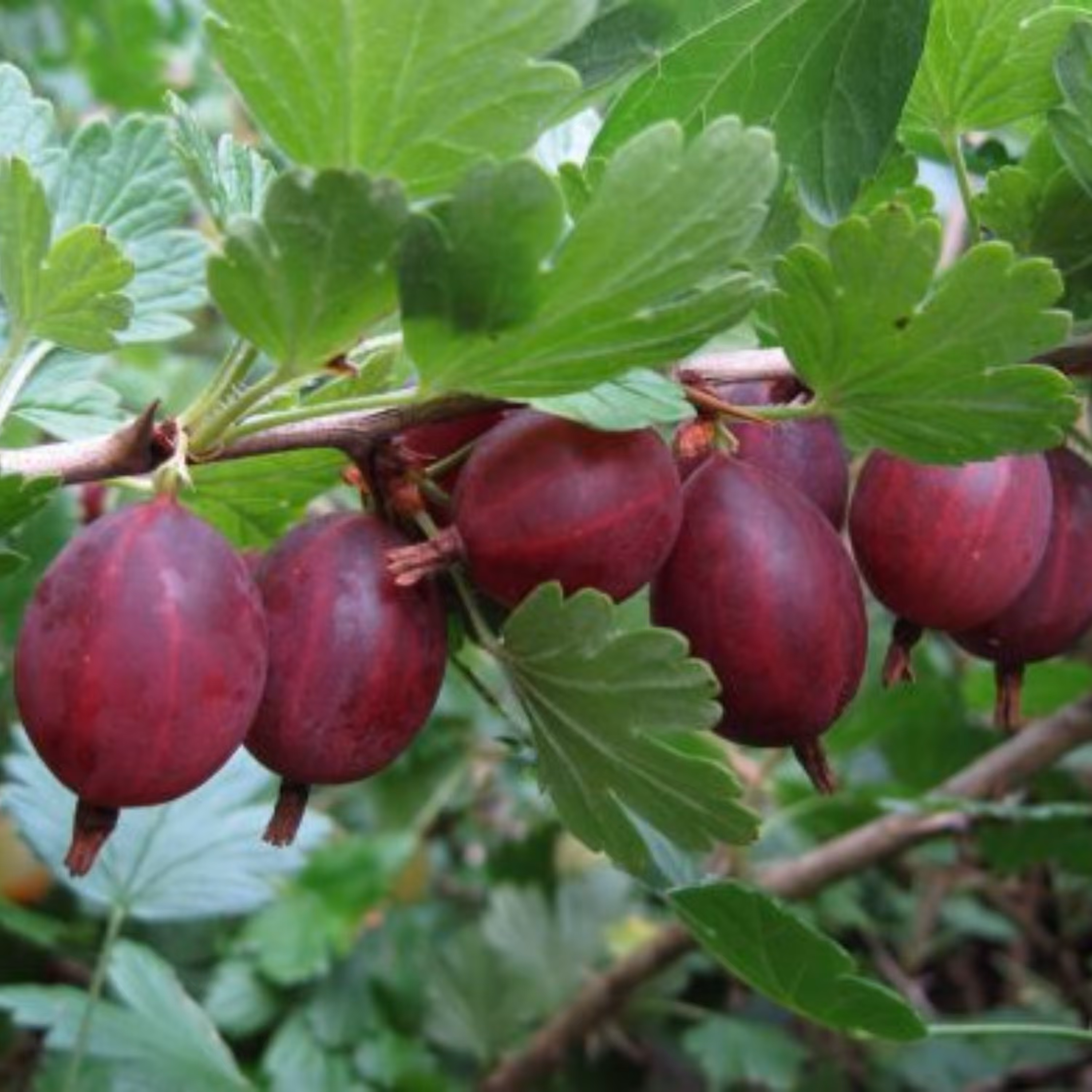 بذر گوس بری بنفش بسته 5 عددی