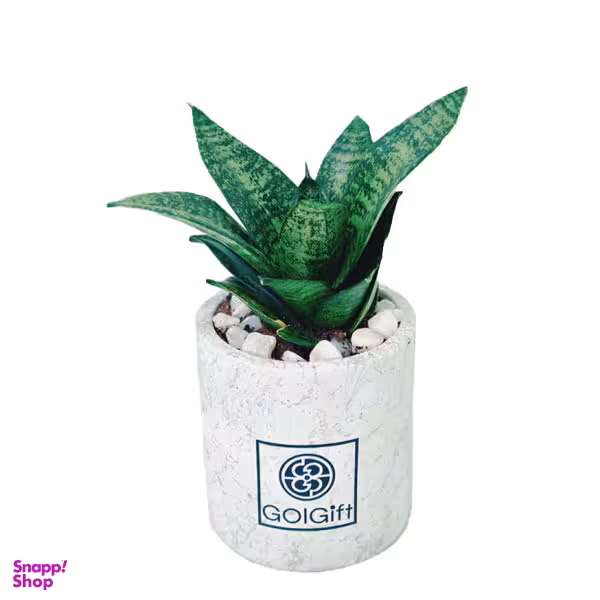 گیاه طبیعی سانسوریا پاکوتاه گل گیفت کد GP010