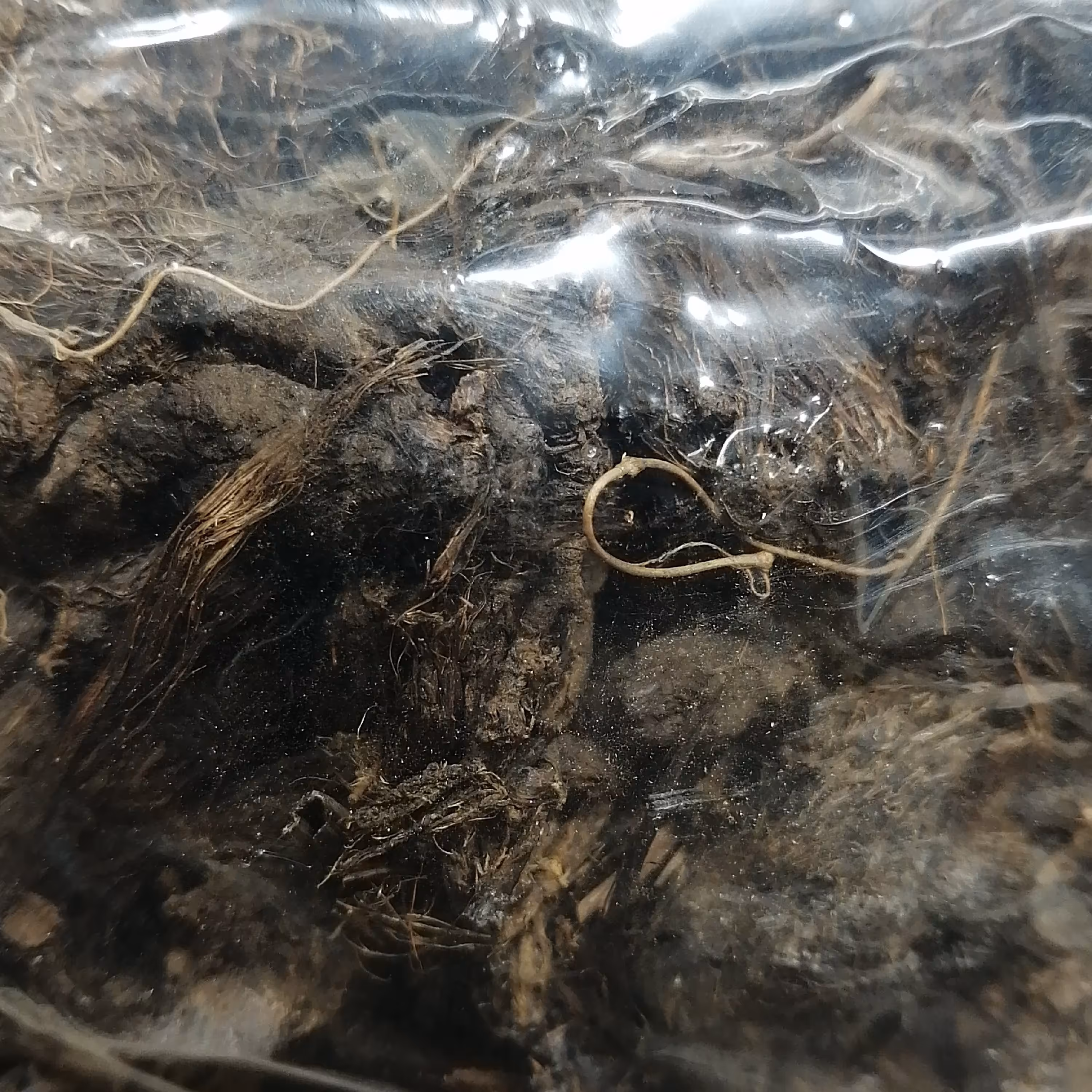 سمبلطیب  50 گرم