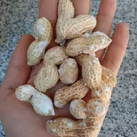 بادام زمینی  آستانه اشرفیه بوداده با غلاف  پوستی(غلافدار)،1 کیلوگرمی