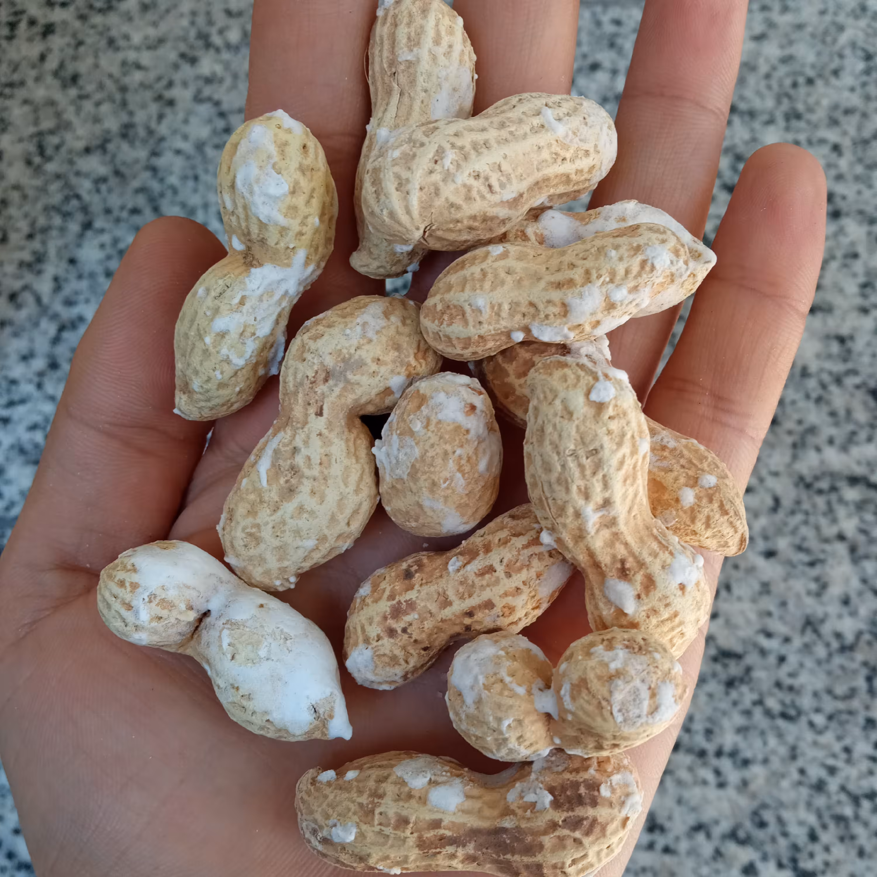 بادام زمینی  آستانه اشرفیه بوداده با غلاف  پوستی(غلافدار)،1 کیلوگرمی