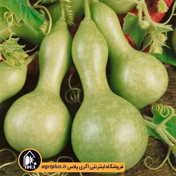 بذر کدو قلیانی OP بسته 50 گرمی
