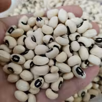 لوبیا چشم بلبلی