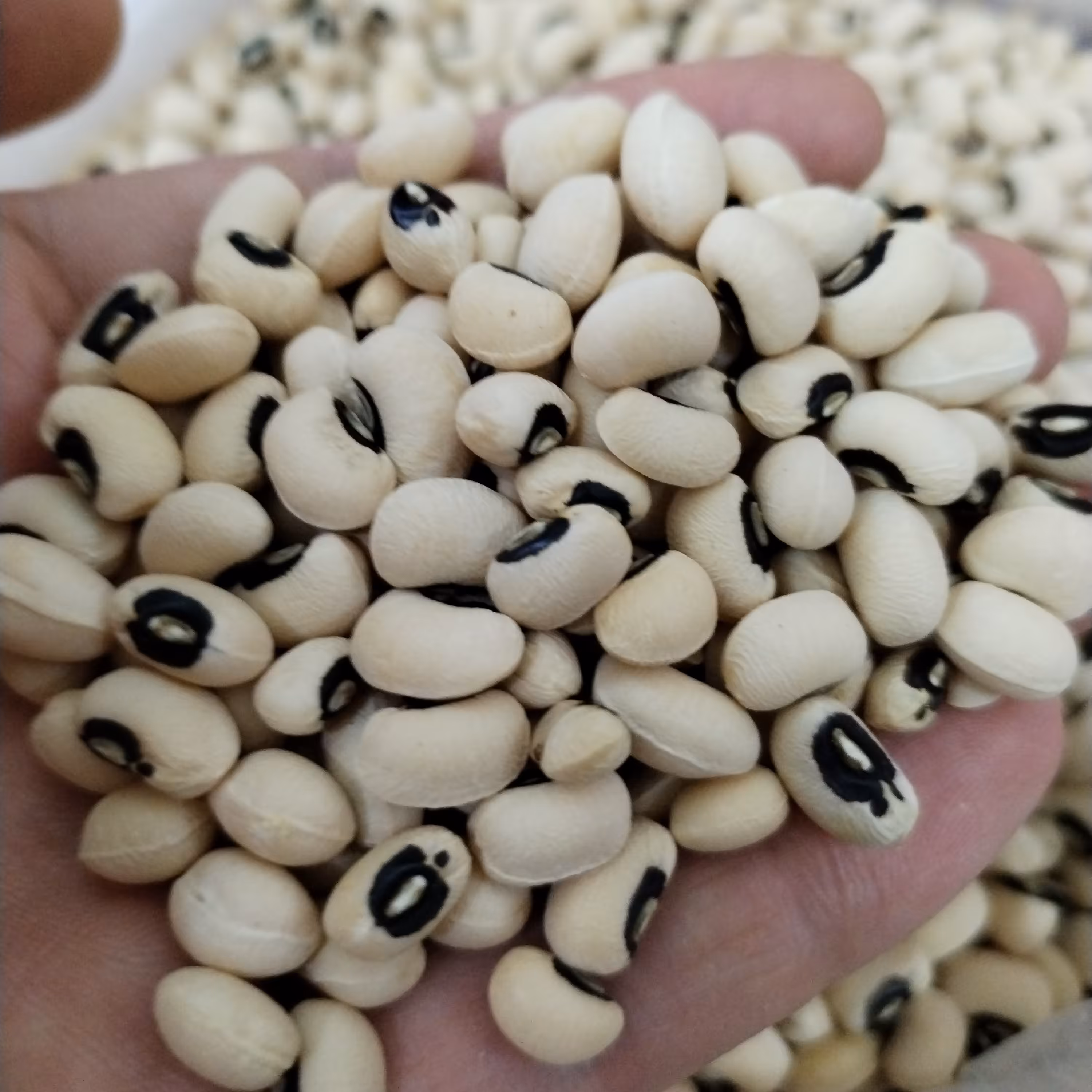 لوبیا چشم بلبلی