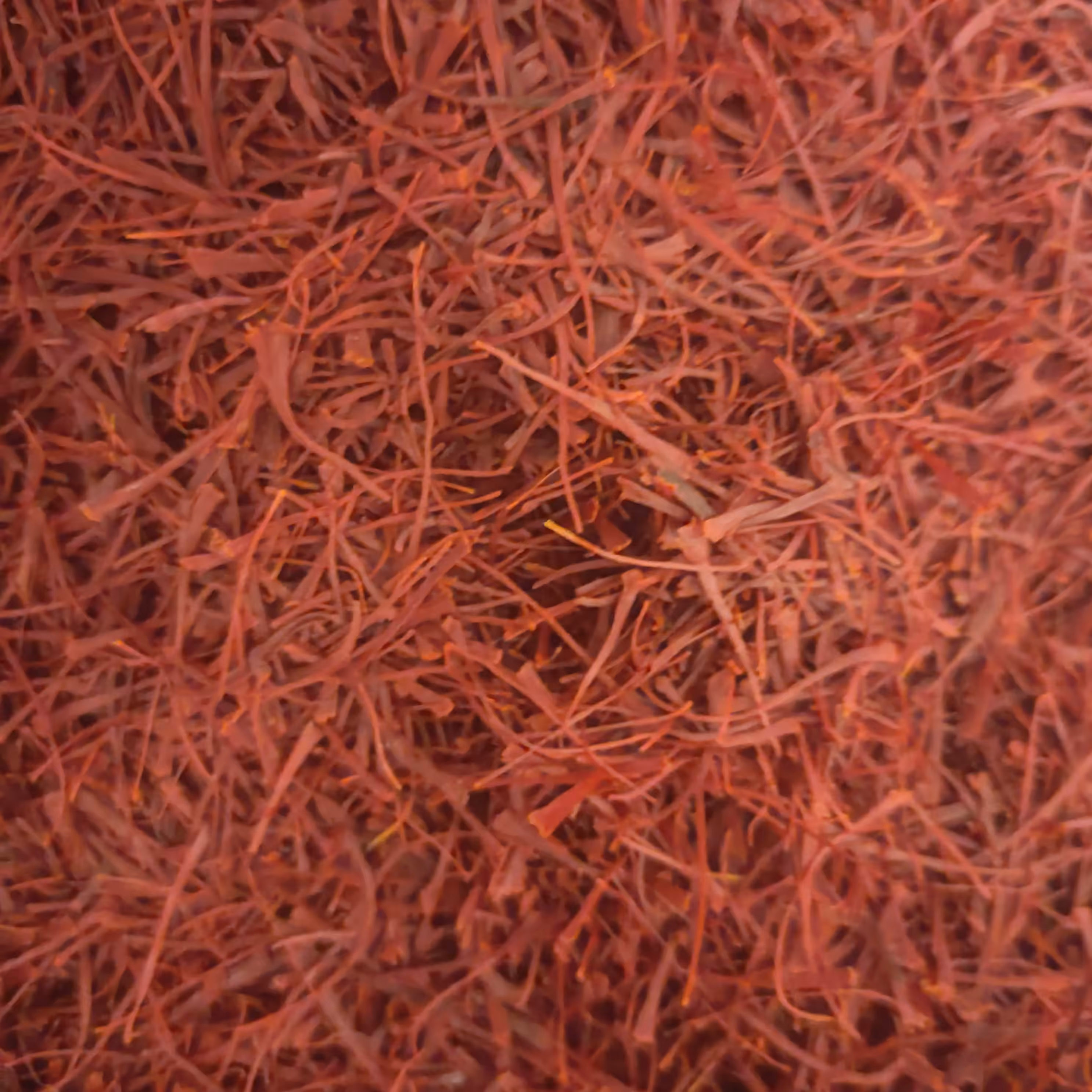 زعفران سرگل