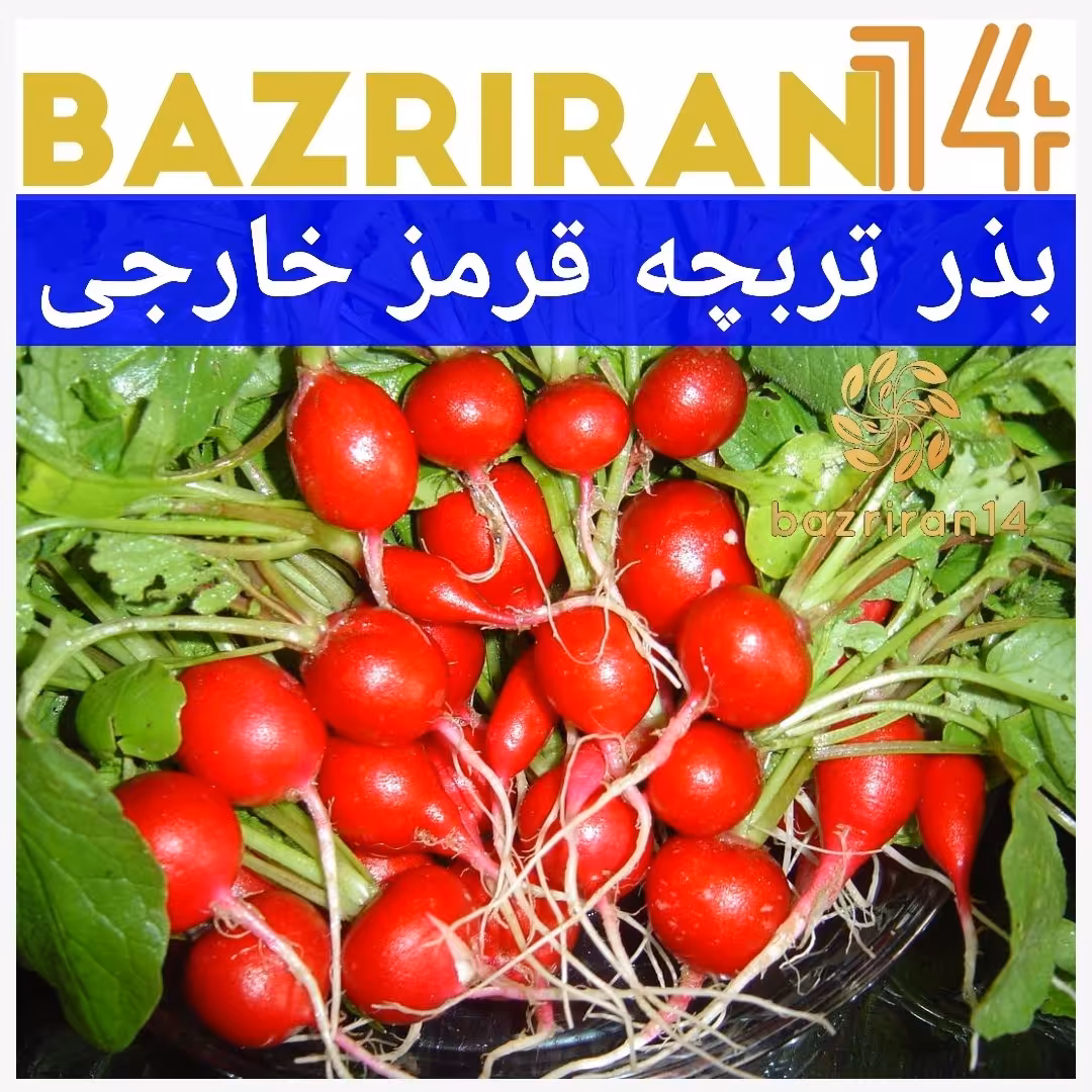 بذر تربچه قرمز خارجی