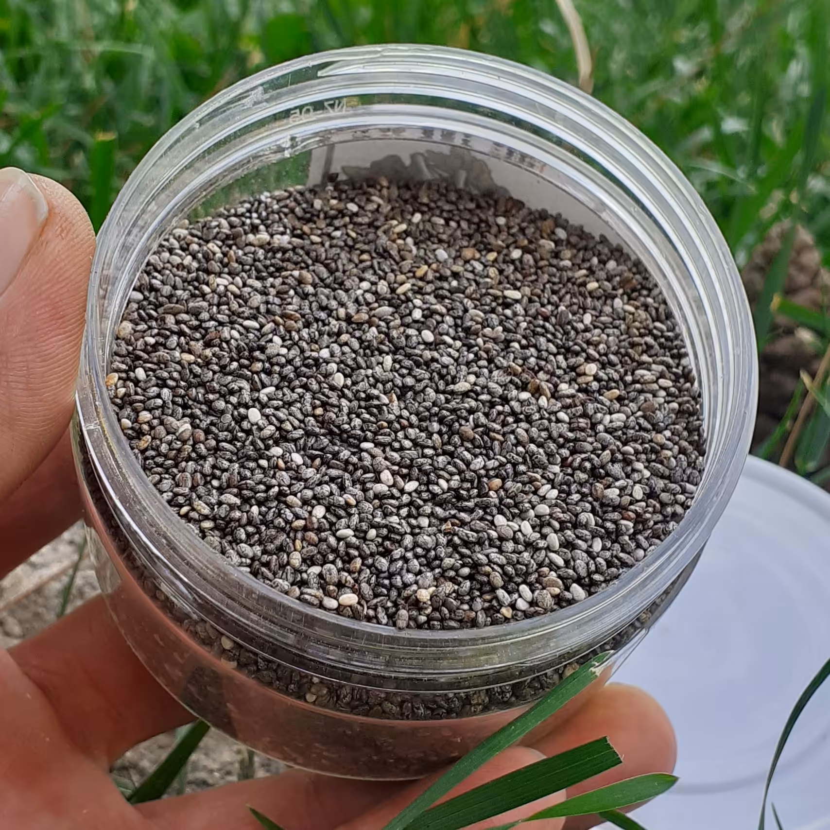 دانه چیا 250 گرمی .