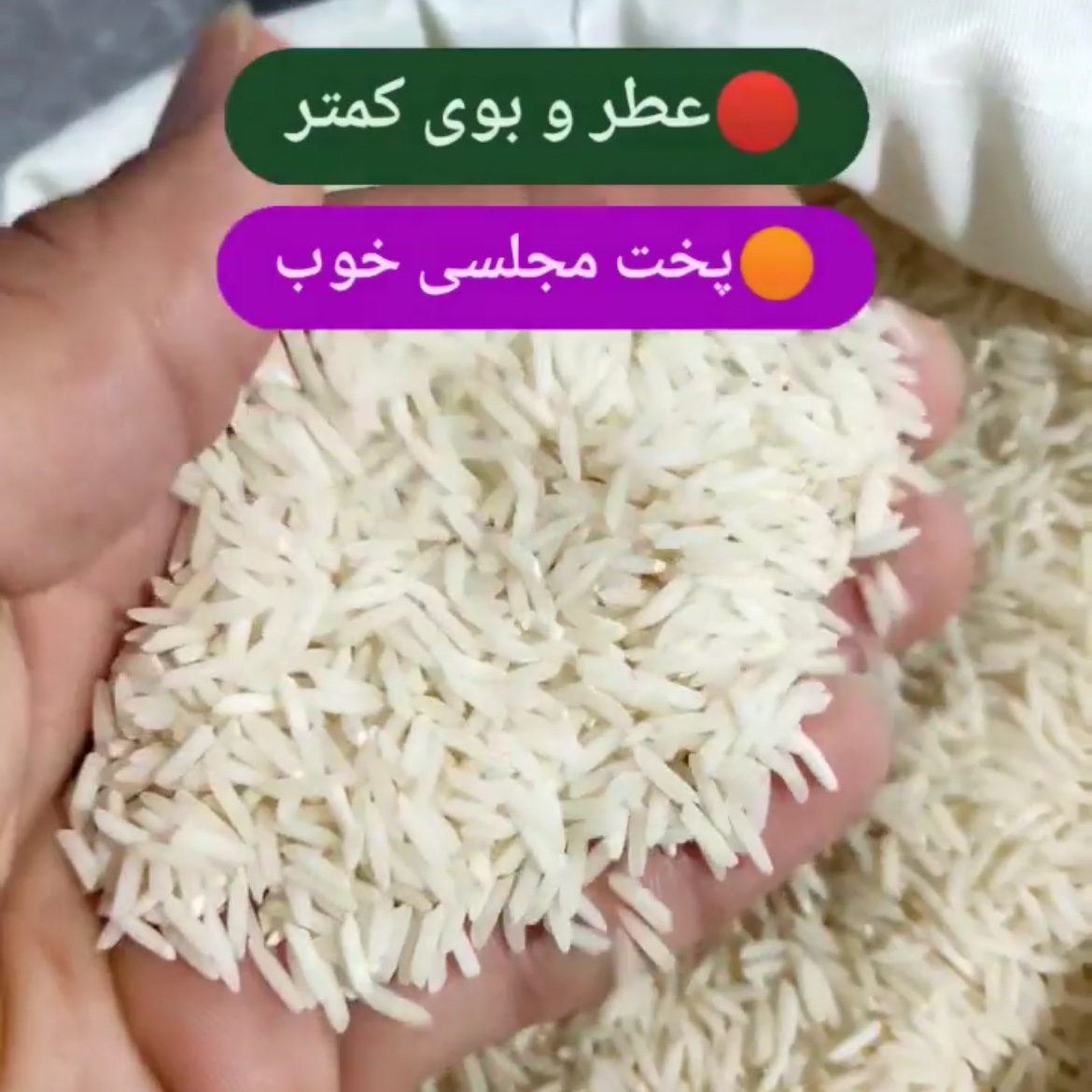برنج شیرودی از ارقام پر محصول و اقتصادی