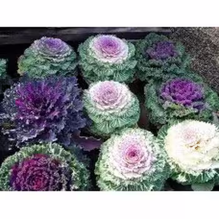 ده عدد بذر کلم زینتی