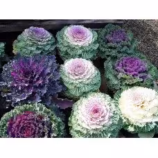 ده عدد بذر کلم زینتی