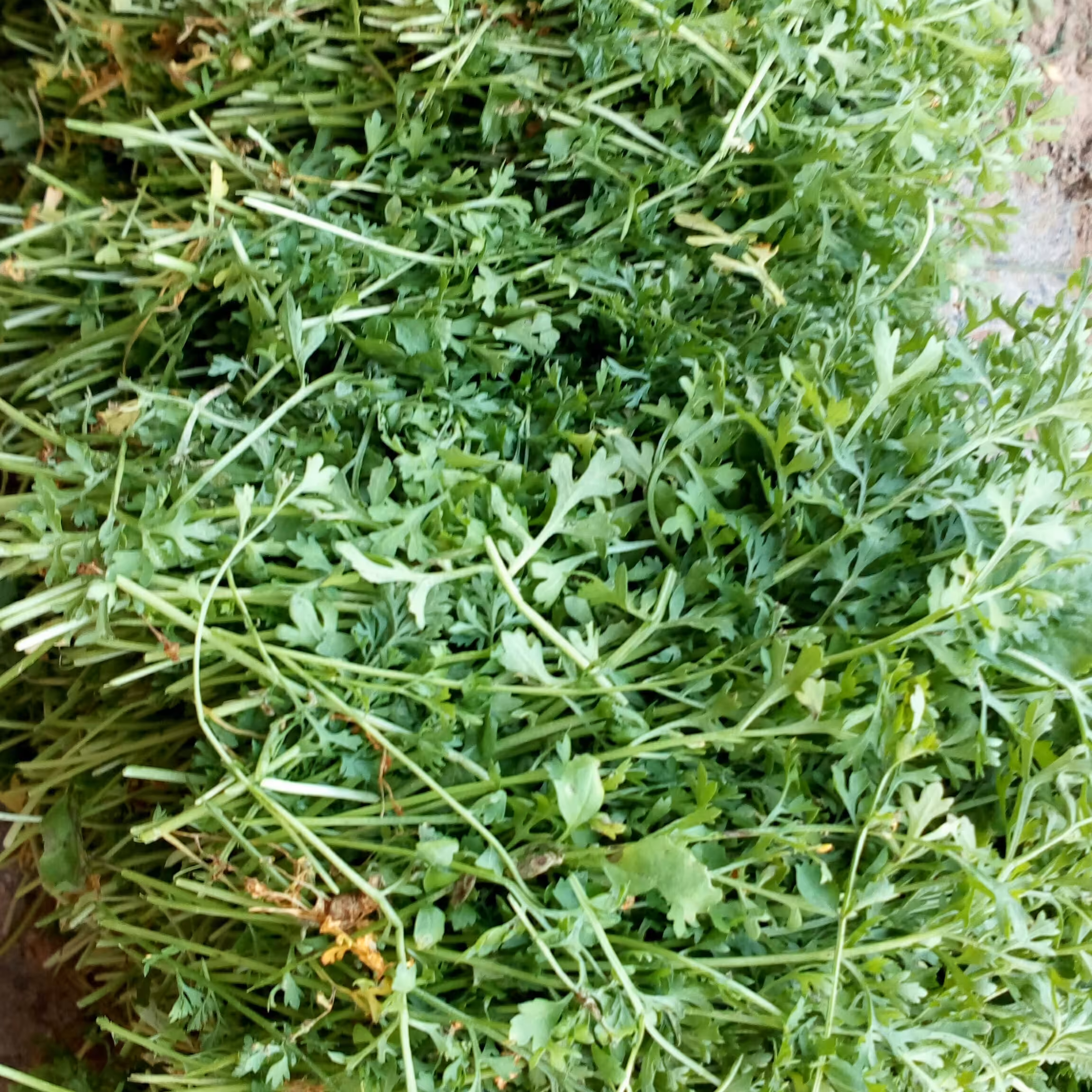 بذر شاهی برگ ریز اعلاء  بسته یک کیلویی عمده