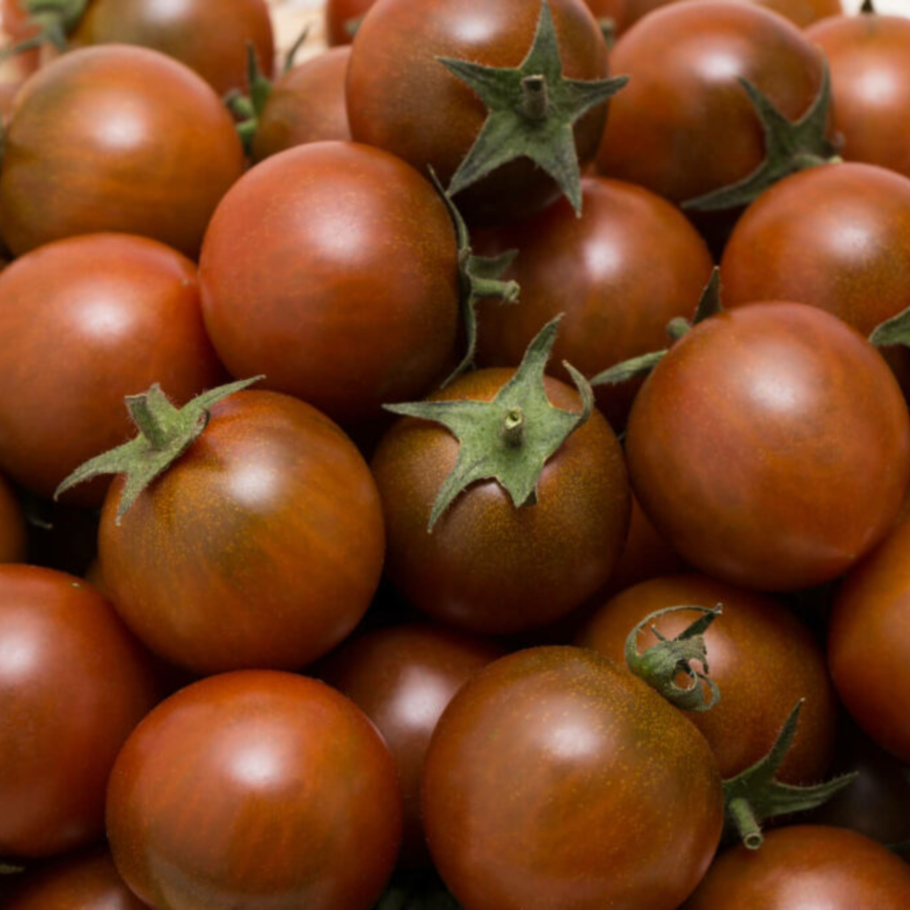 بذر گوجه چری خرمایی درختی