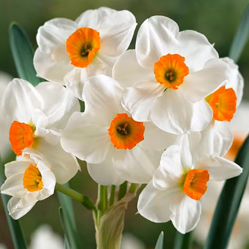 پیاز گل نرگس اورنج چندگلهGeranium