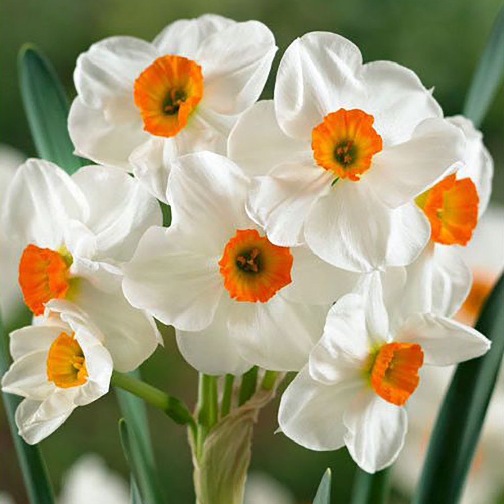 پیاز گل نرگس اورنج چندگلهGeranium