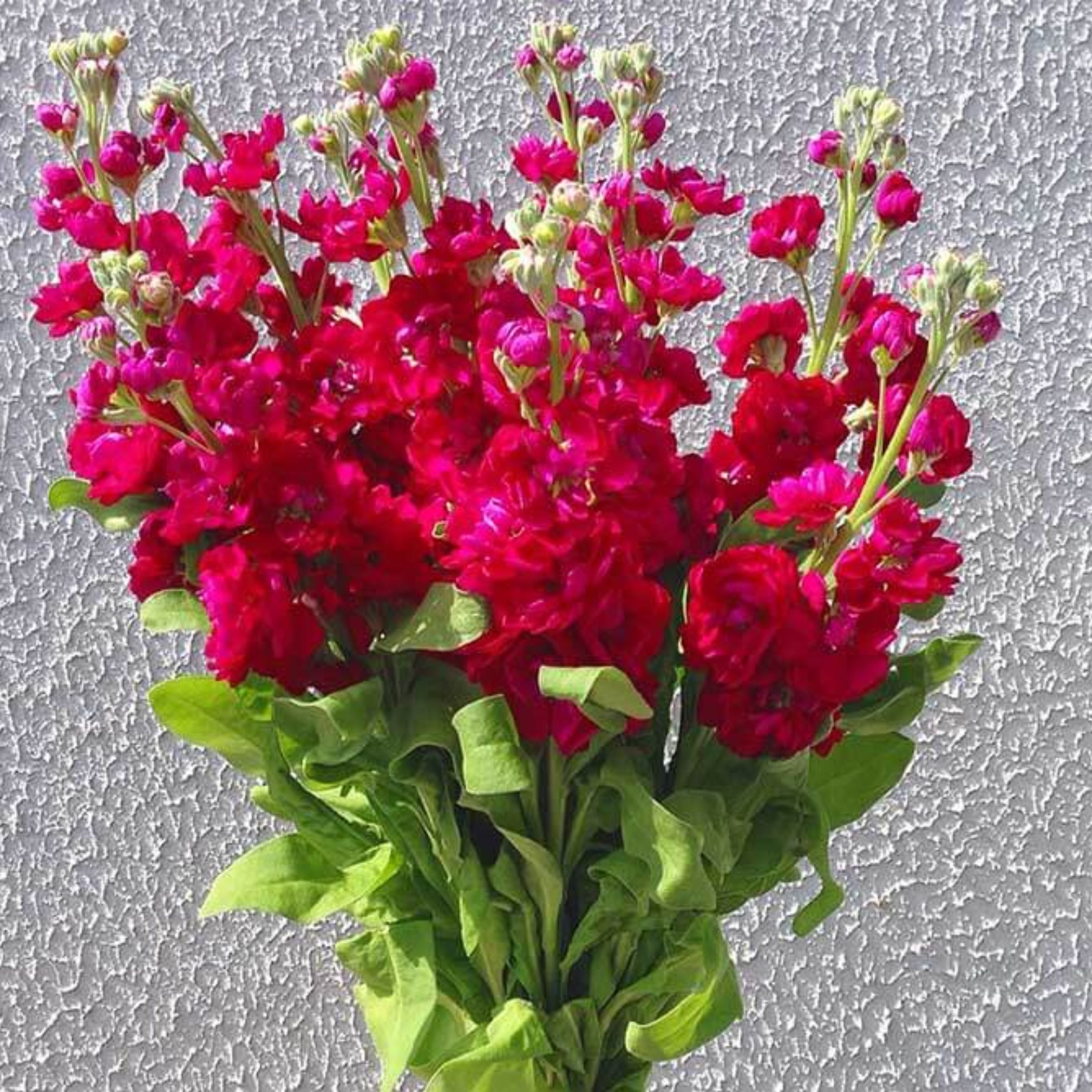 بذر گل شب بو شاخه بریده پیلاستر قرمز کارمین هلندی بسته 30 عددی