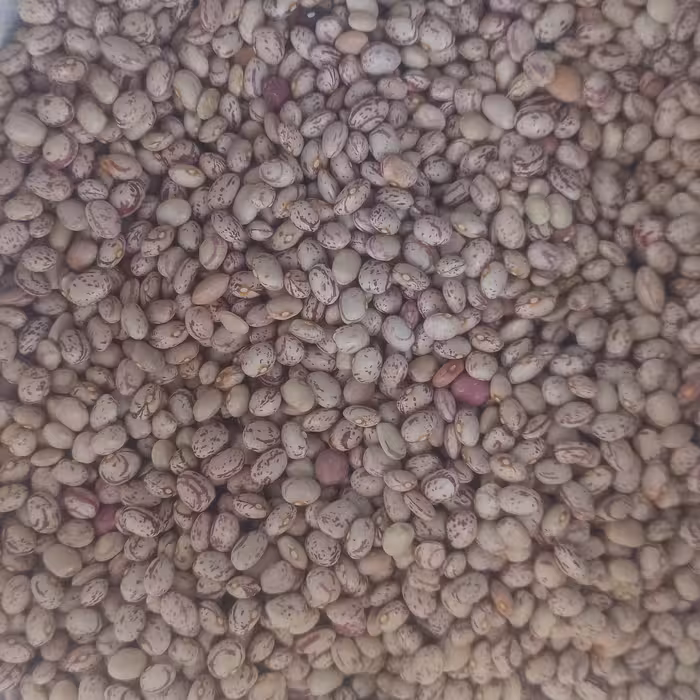 لوبیا چیتی..رقم سده..هر کیلو 70000..بوجاری شده ..درجه یک 