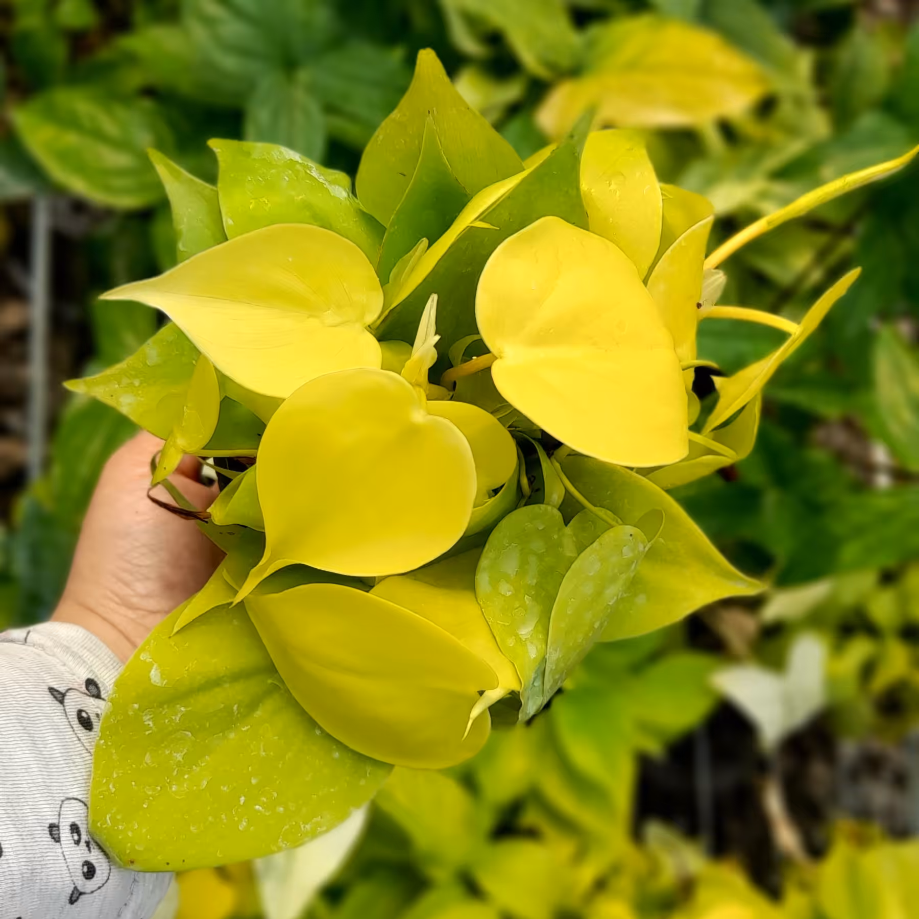 اسکاندیس نئون گلدان ده کاملا پر(ارسال رایگان فقط برای خرید های بالای 500،000 تومان)