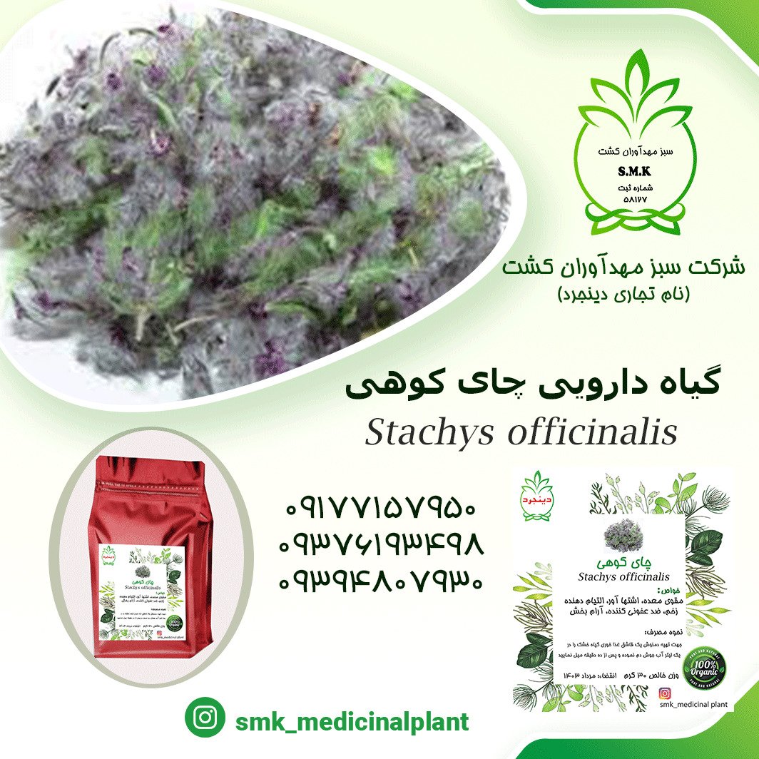 چای کوهی